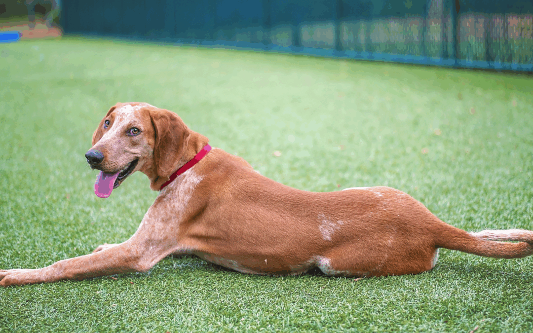 CASE STUDY: Acral Lick Dermatitis (LF)