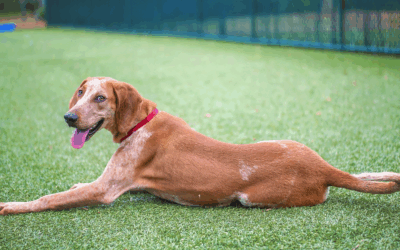 CASE STUDY: Acral Lick Dermatitis (LF)