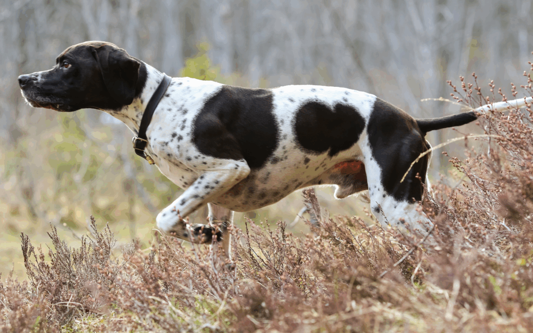 CASE STUDY: Calcanean Tendon Lesion (RH)