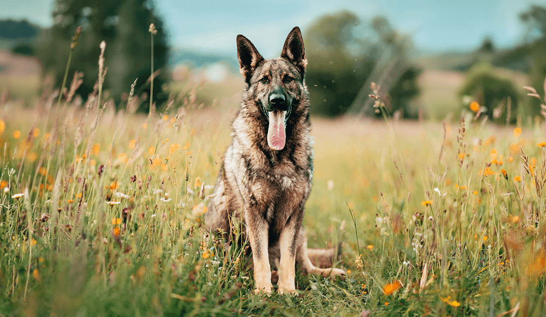 Clinical Case: Bilateral Hip Dysplasia With Objective Gait Analysis Over 29 Days