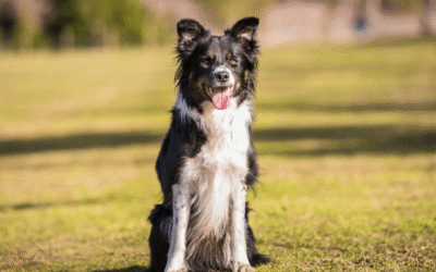 Clinical Case: Bilateral Supraspinatus Tenosynovitis With Calcification and Functional Improvement at One and Three Months