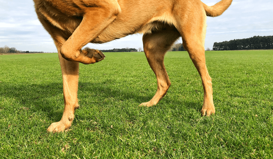 A dog lifting its hind leg, symbolizing recovery from calcanean tendon lesions with the support of AlphaFlo’s regenerative treatment.