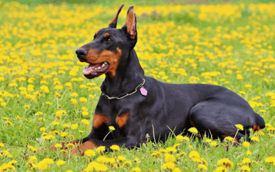 CASE STUDY: Oral Squamous Cell Carcinoma