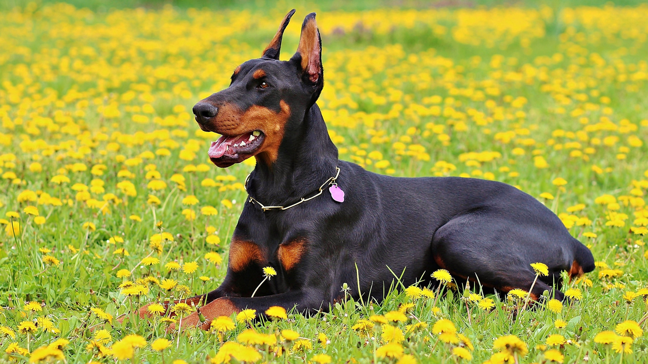 A happy dog sitting outdoors, symbolizing recovery and improved quality of life after treatment for oral squamous cell carcinoma with AlphaFlo.