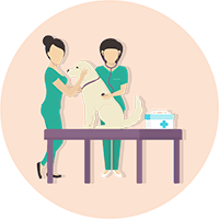 Veterinarian Regenerative Therapy for Dogs