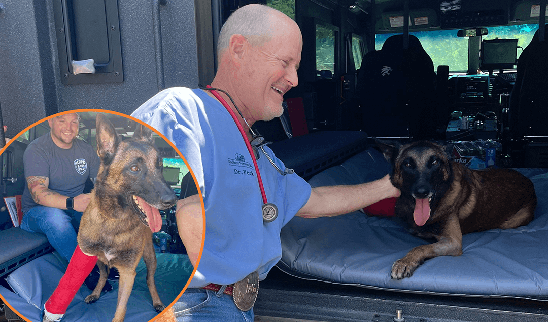 Wounded Police Dog Recovers with AlphaFlo®