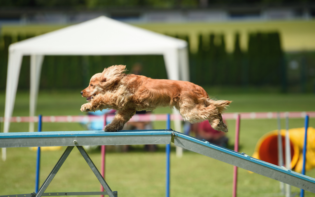 From the Exam Room to the Agility Ring
