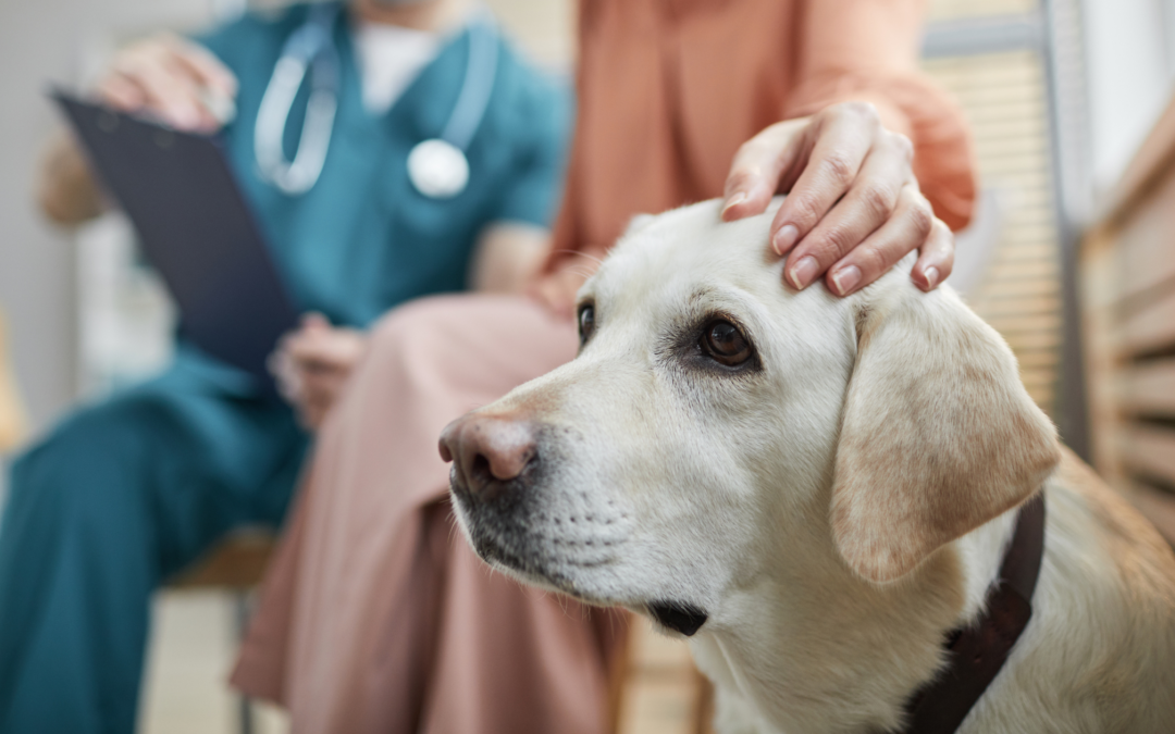 What Are Amniotic Tissue Allografts and How Are They Used in Veterinary Care?