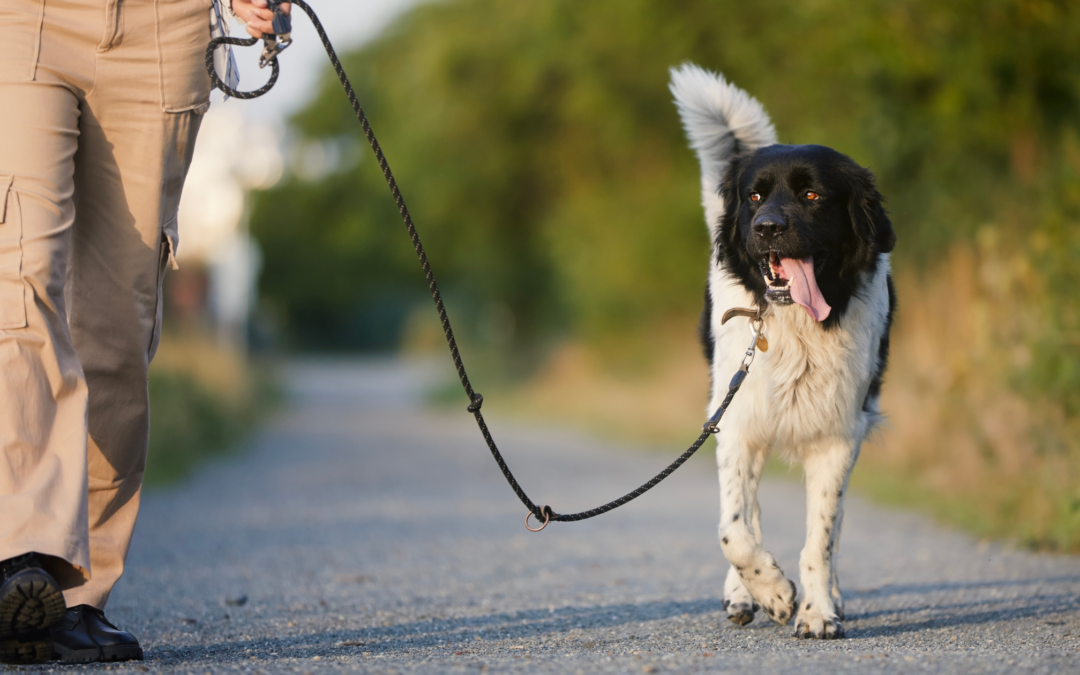 Why Rehabilitation and Functional Progress Matter in Veterinary Recovery