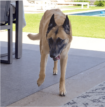 Belgian Malinois bilateral knee osteoarthritis - June 2025