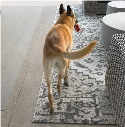 Belgian Malinois bilateral knee osteoarthritis - improvement June 2025