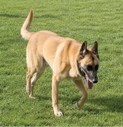 Belgian Malinois bilateral knee osteoarthritis - October 2025 follow up