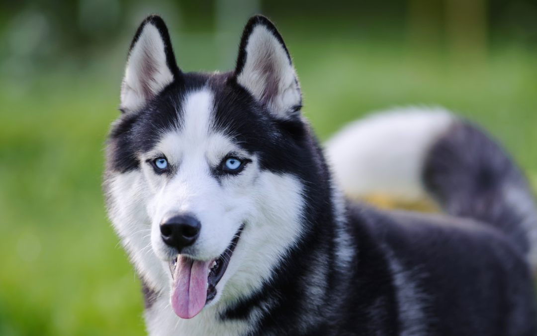 CASE STUDY: Intervertebral Disc Disease
