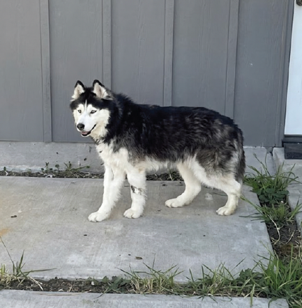 Siberian Husky IVDD - standing and walking February 2026