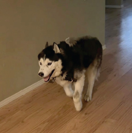 Siberian Husky IVDD - running February 2026