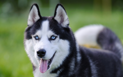 CASE STUDY: Intervertebral Disc Disease