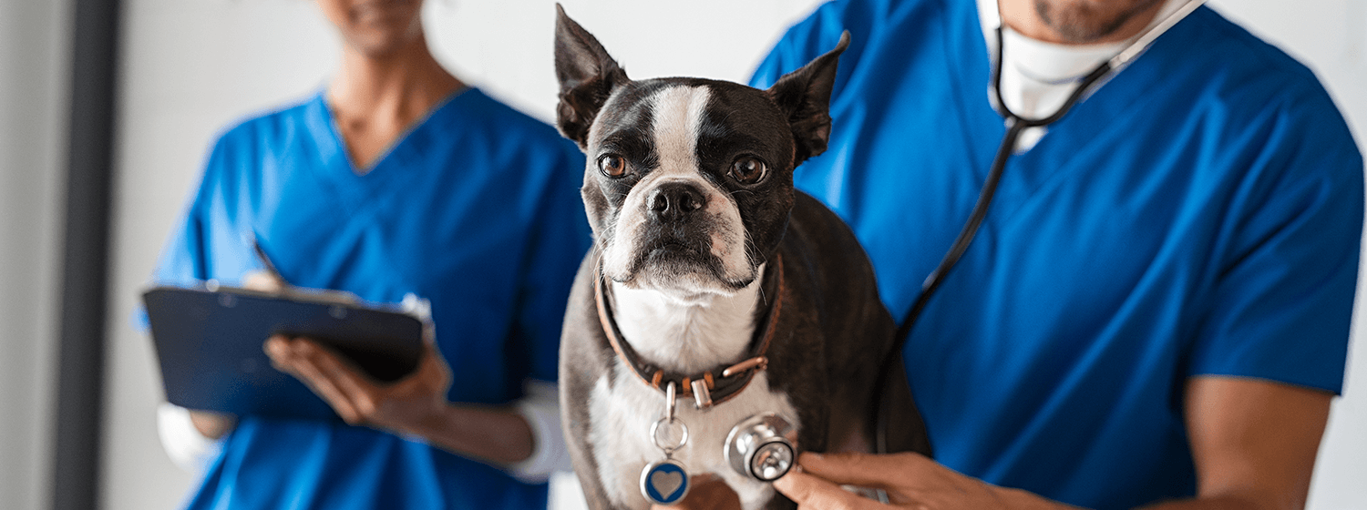 Dr. Mark Besançon and a veterinarian reviewing a dog's X-ray on a tablet, demonstrating clinical use and regenerative therapy for canine joint pain and orthopedic conditions.